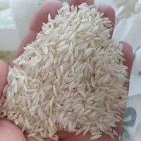 برنج طارم فریدونکنار کشت دوم خرید مستقیم از کشاورز