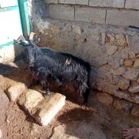 ۱عدد بز جوان یلینی برای نگه داشتن|حیوانات مزرعه|اردبیل, |دیوار