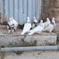 طوقی|پرنده|چوار, |دیوار