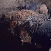 بره نر گوشتی