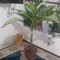 گل بزرگ|گل و گیاه طبیعی|شیراز, کوشک میدان|دیوار