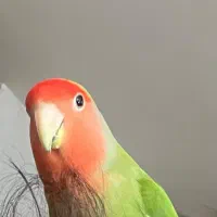 طوطی کوتوله گمشده