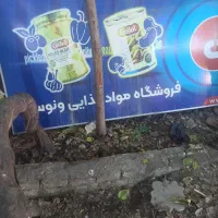 تابلو|تابلو، نقاشی، عکس|گرگان, |دیوار