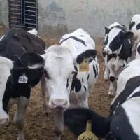 گوسفندمیش بز گوساله