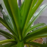 گل ذرتی زیبا،وسبز|گل و گیاه طبیعی|اقلید, |دیوار