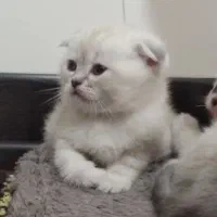 چینچیلا سیلور اسکاتیش بریتیش