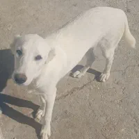 توله سگ ماده 5 ماهه