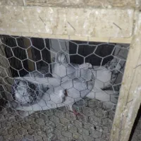 کفتر زینتی سرور کاکلی نوک ریز