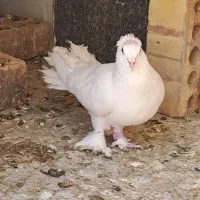 کفتر دوم چطوری