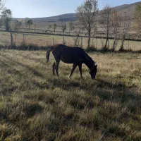 کره اسب ماده۶ماهه|اسب و تجهیزات اسب‌سواری|اردبیل, |دیوار