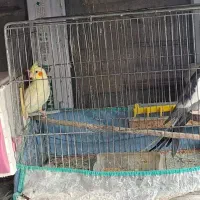 جفت عروس هلندی