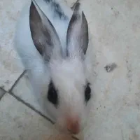 خرگوش نژاد دار خوشگل