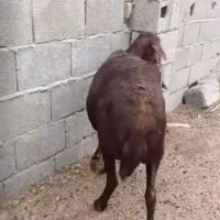 گوسفند ابس