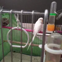 مرغ عشق|پرنده|قزوین, |دیوار