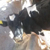 گاو|حیوانات مزرعه|لردگان, |دیوار