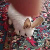 خرگوش نیمه لوپ