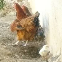 مرغ و خروس رسمی درجه یک تخم گذار