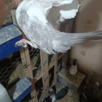 دم سوسنی ماده