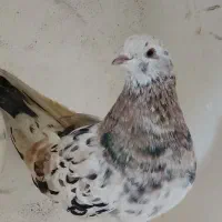 کبوتر گرفته برج