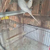 مرغ عشق اسپانگل