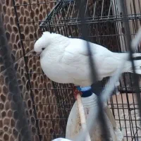 کبوتر کفتر