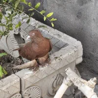 کبوتر سرخ راعبی عراقی ماده جوون