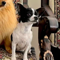 ماده شیهواوا سایز صفر اپل هد|سگ|یزد, |دیوار