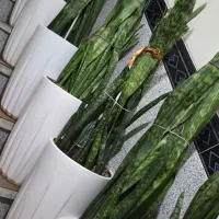 گل طبیعی سانسوریا