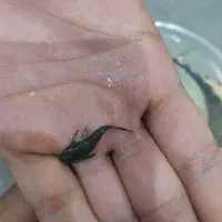لجن خوار پوزه بوته ای|ماهی|یزد, |دیوار
