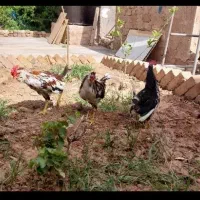 نوچه خروس گلین اصل