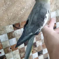 ۳ عدد عروس هلندی ماده آماده مست رام لوتینو