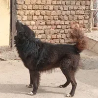 فروش سگ نژاد قدرجونی نر ۲ساله