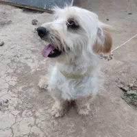 سگ پاکوتاه|سگ|انگوران, |دیوار