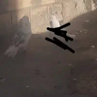 کبوتر دوکت پلنگی