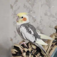 عروس هلندی ماده