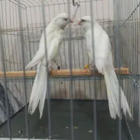 قناری کشیده بلند|پرنده|ری, اقدسیه|دیوار