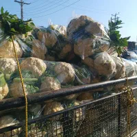 گل درجه یک خوزستان