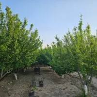 باغ وباغچه154متر/درختان10ساله/کنتوربرق/اب دائمی|فروش زمین و ملک کلنگی|تهران, امیریه|دیوار