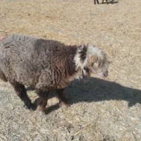 بره قوچ بختیاری آینده دار