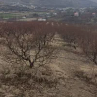 زمین و باغ کشاورزی گزنه