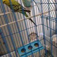 یک جفت مرغ عشق تخم گذار ۶۰۰تومان با قفس|پرنده|سیرجان, |دیوار