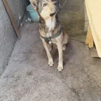 واگذاری سگ گرگی