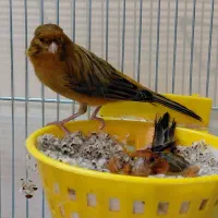 قناری سوختی