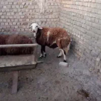 شیشک پلنگی دودندان ۶۵کیلو