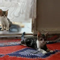 واگذاری رایگان بچه گربه خانگی|گربه|یزد, |دیوار