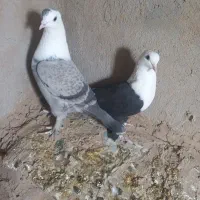 یک جفت کله سفید