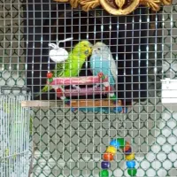 ی جفت مرغ عشق|پرنده|خوی, |دیوار