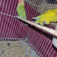 طوطی برزیلی|پرنده|الوند, |دیوار