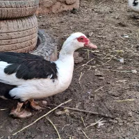 اردک مسکویی اصل بی صدا ارام
