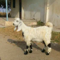 بزقاله نر پاکستانی سفید